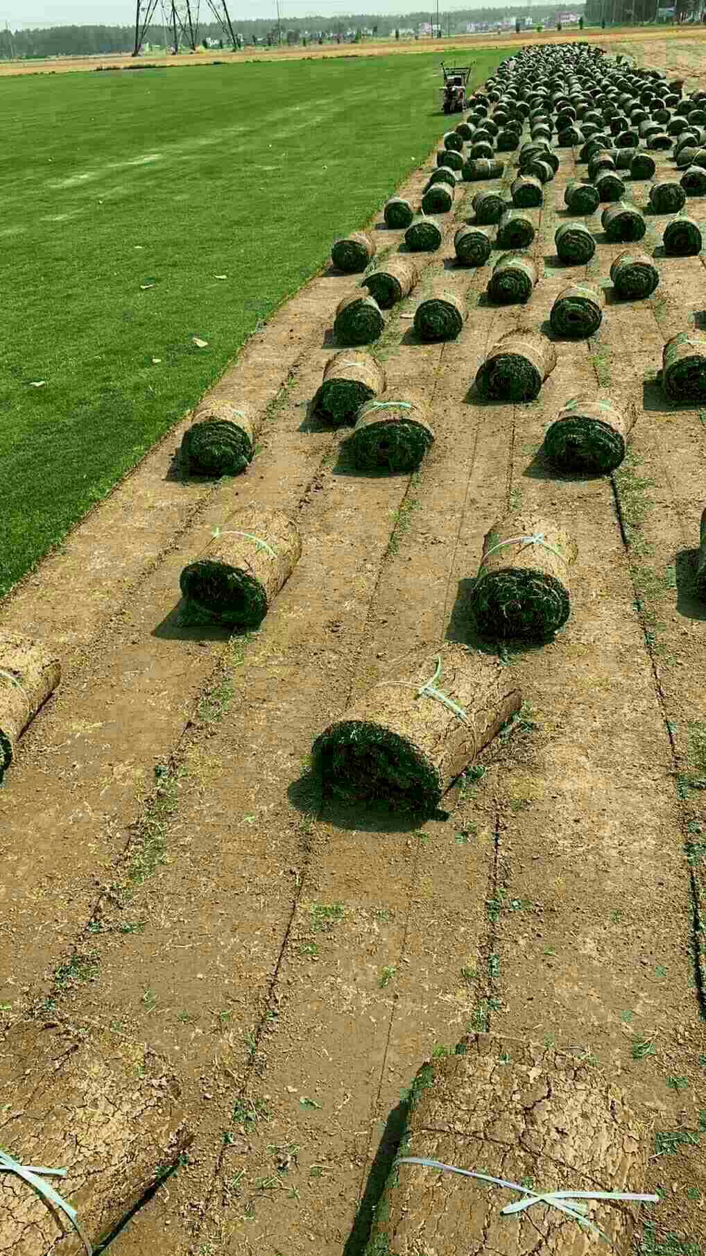 遼寧產(chǎn)地直天堂草坪種植基地 大量出售天堂四季青草皮價(jià)格