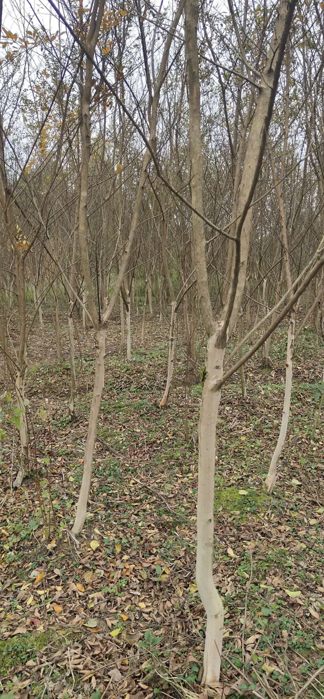 紫薇 湖北局紫薇基地 利川紫薇價(jià)格 武漢紫薇供應(yīng)商  3公分紫微苗