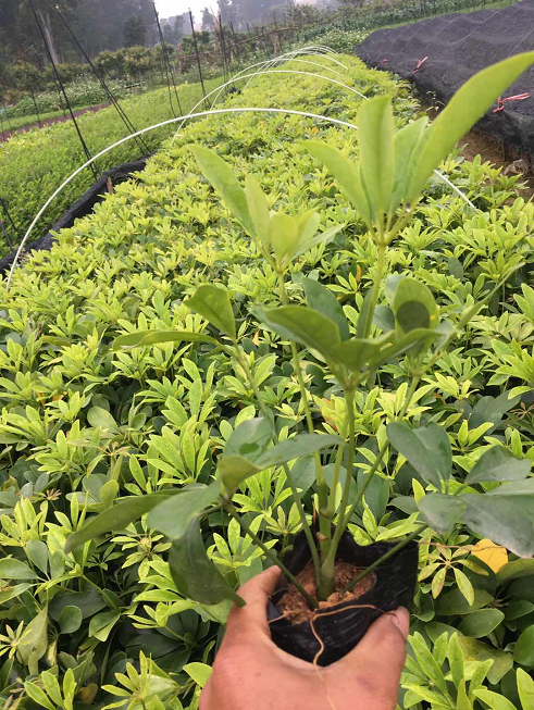 鴨腳木 鵝掌柴 鵝掌木 鴨掌木