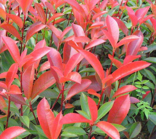 紅葉石楠基地  紅葉石楠大量銷售 紅葉石楠常年供應(yīng)