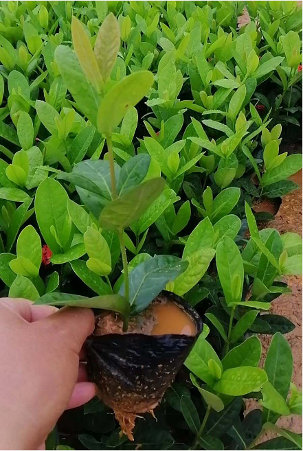 大葉龍船花 英丹價(jià)格 直銷仙英丹 東莞賣子木