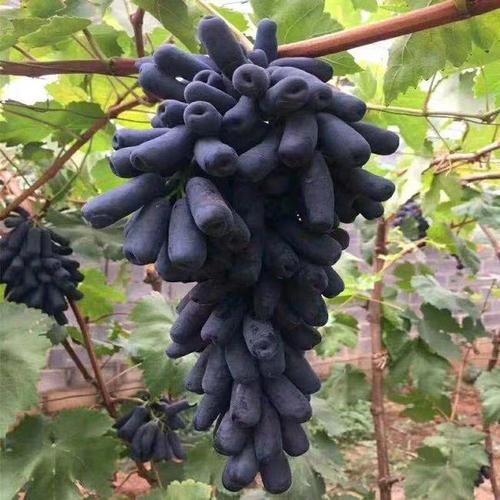 藍寶石葡萄苗*惠 藍寶石葡萄苗常年供應