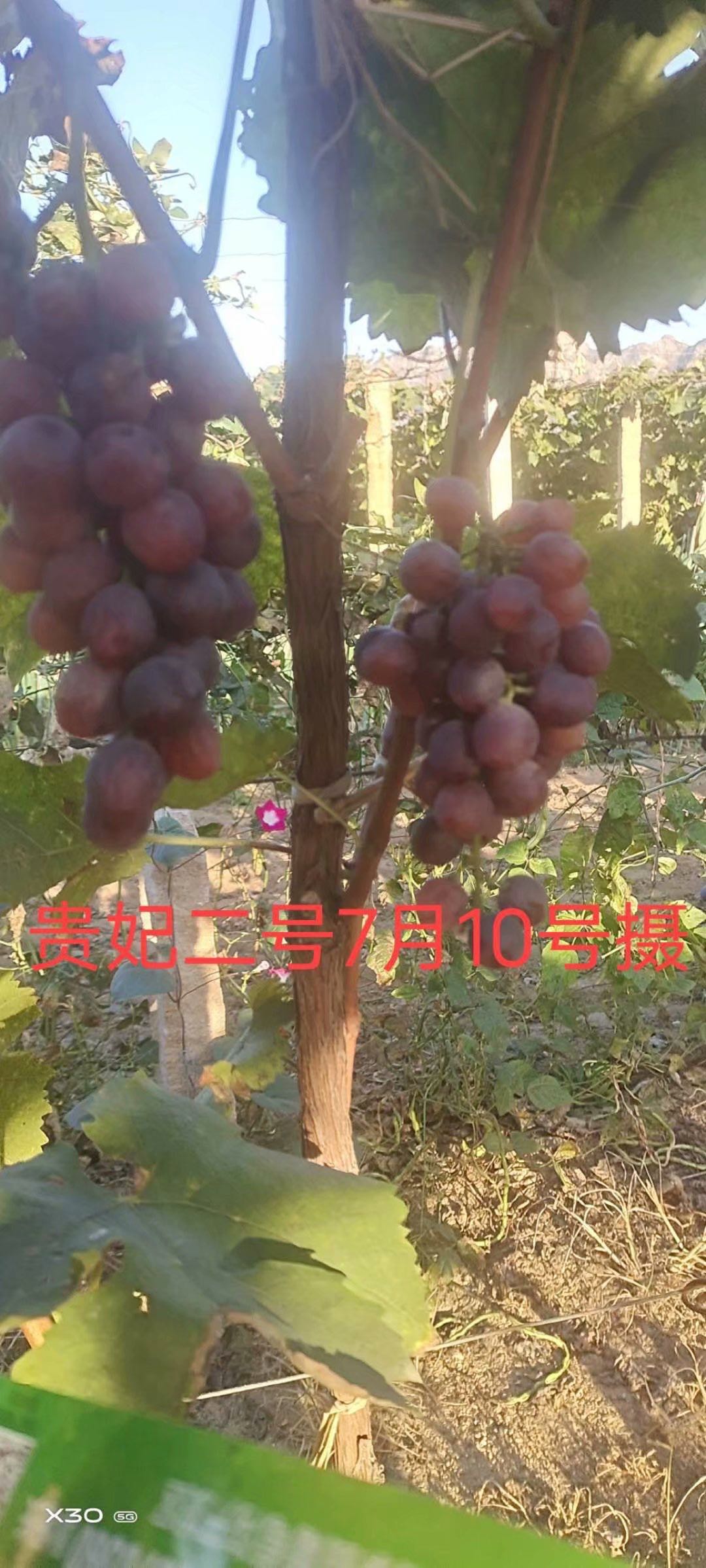 貴妃二號(hào)葡萄苗價(jià)格 貴妃二號(hào)葡萄苗供應(yīng)商