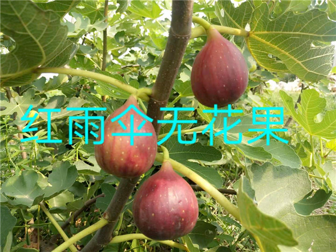 無花果苗*惠  無花果苗常年供應(yīng)