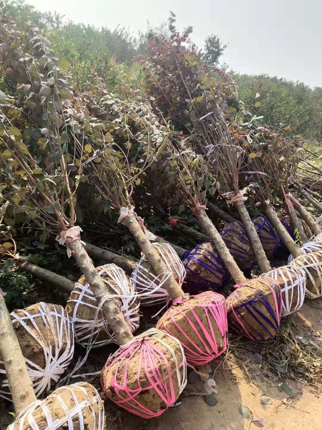 美人梅基地批發(fā)價(jià)格、江蘇美人梅種植