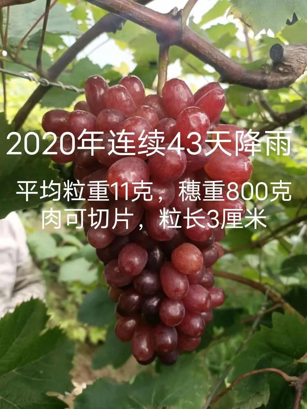 壽王玫瑰葡萄苗價(jià)格 壽王玫瑰葡萄苗廠家