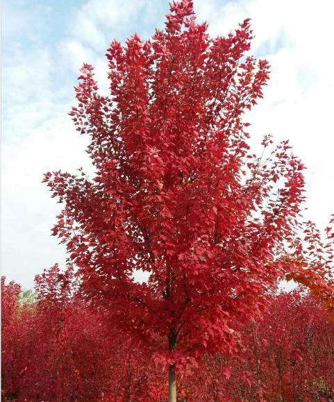 美國紅冠紅楓、那里有賣、價格、批發(fā)、供應商【邳州市晟陽紅楓種植家庭農(nóng)場】
