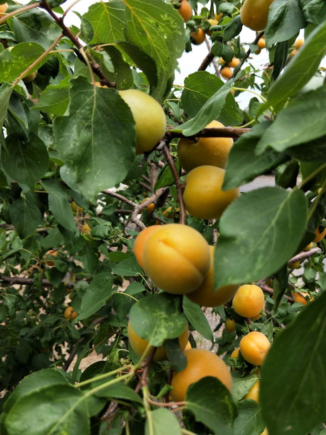 源億甜杏樹苗 金太陽杏樹苗 凱特杏樹苗 品種齊全 歡迎選購