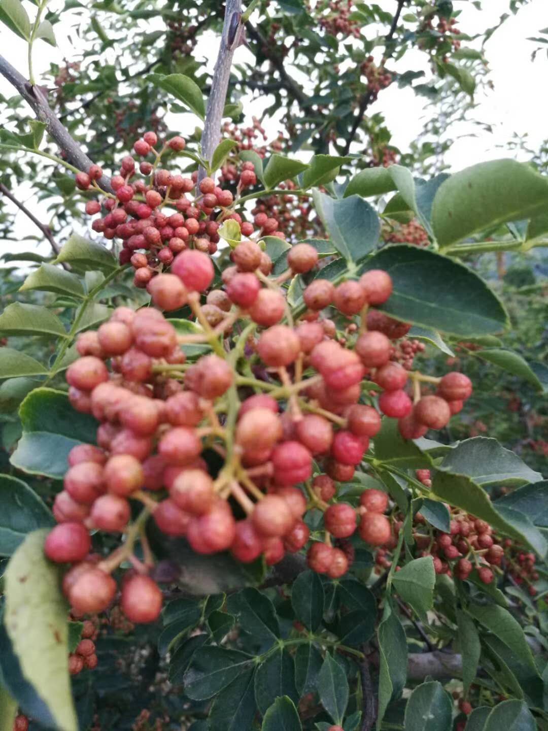 大紅袍花椒苗種植基地 有九葉青花椒苗 無刺花椒苗 品種純正