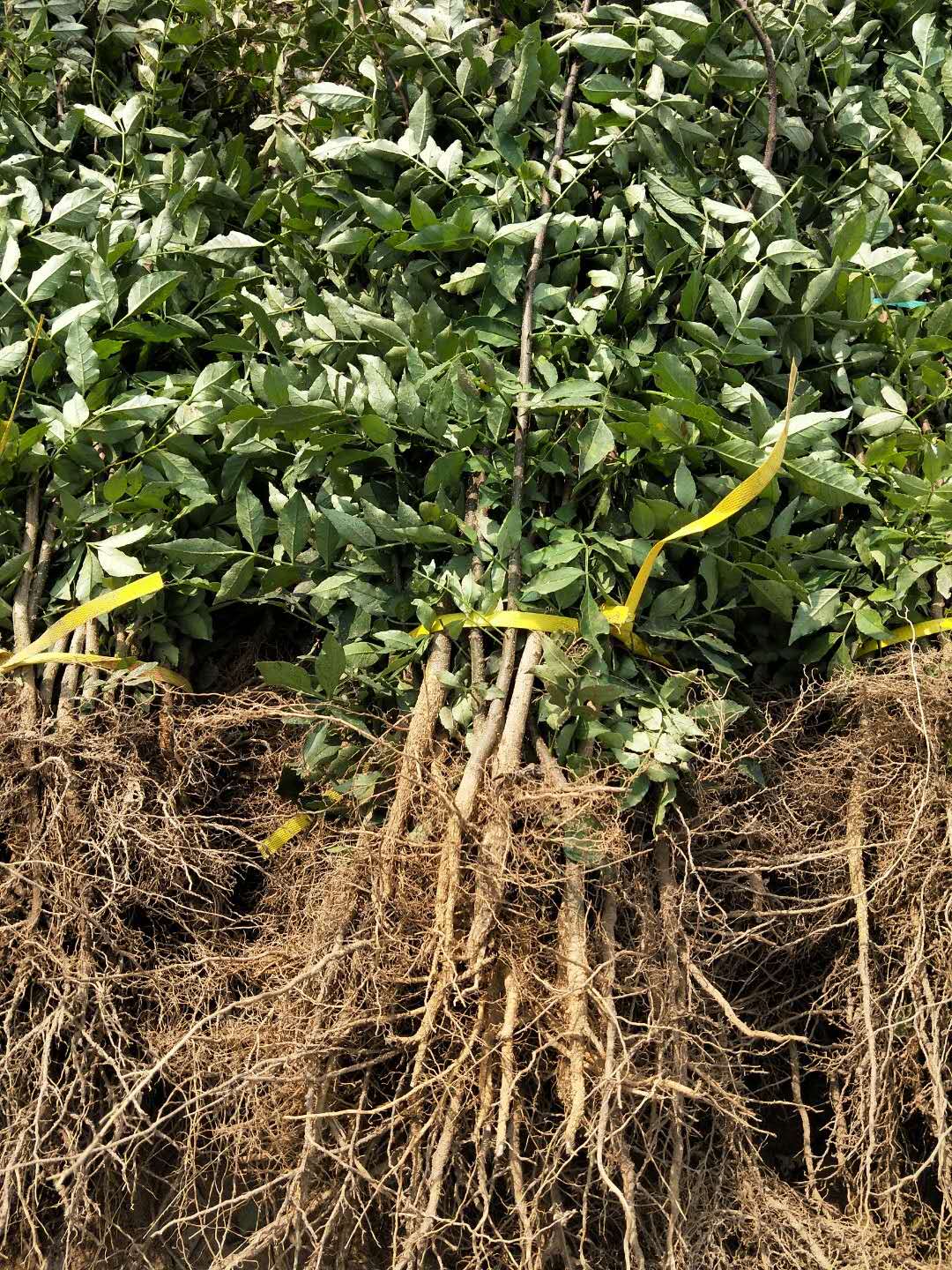 大紅袍花椒苗種植基地 有九葉青花椒苗 無刺花椒苗 品種純正