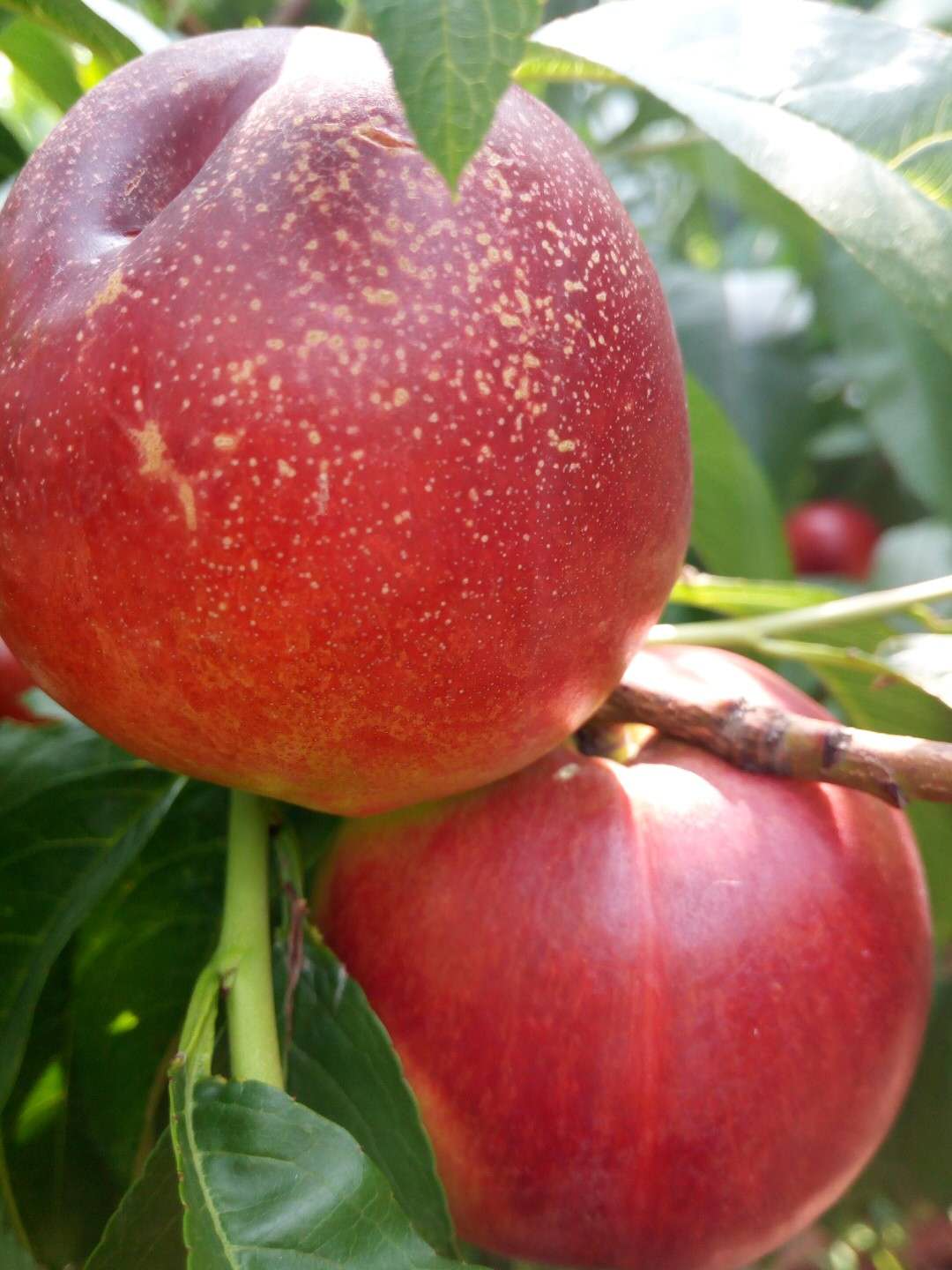 苗圃出售油桃樹苗 早熟桃苗 油桃苗 大小規(guī)格齊全 品種優(yōu)良*惠