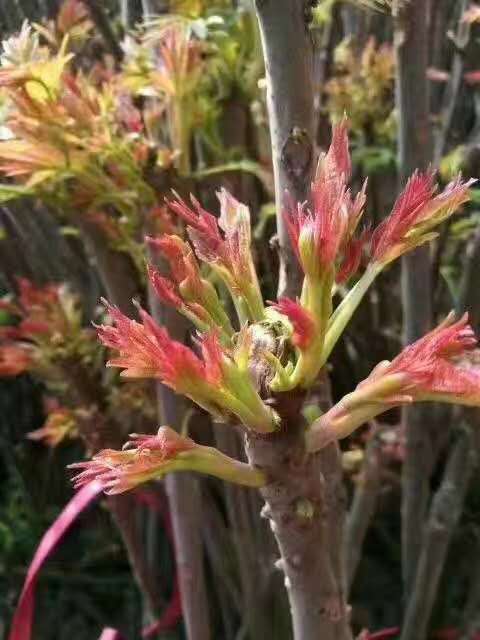 基地有大量優(yōu)質(zhì)紅油香椿苗 無植物病蟲害 多種規(guī)格 量大優(yōu)惠