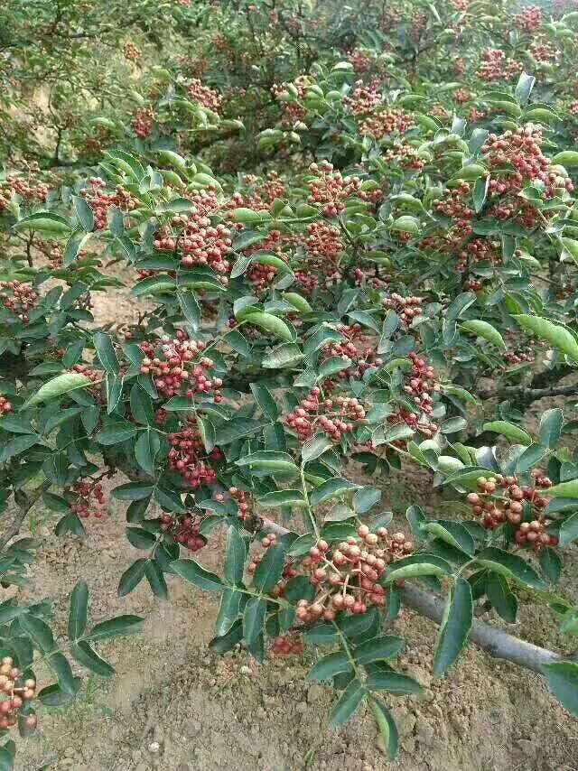 大紅袍花椒苗種植基地 有九葉青花椒苗 無刺花椒苗 品種純正