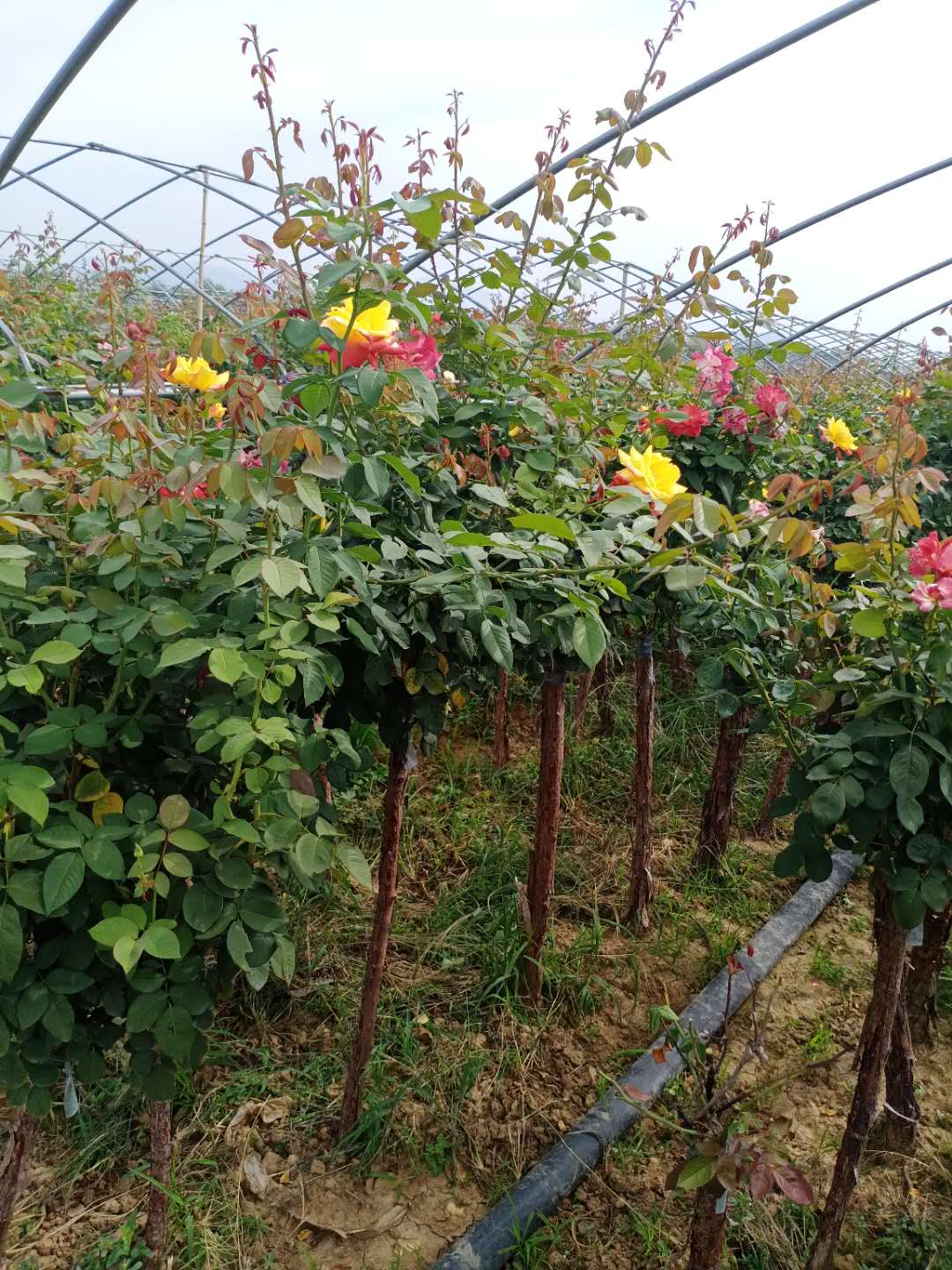 樹樁月季哪家好 樹樁月季哪家優(yōu)惠