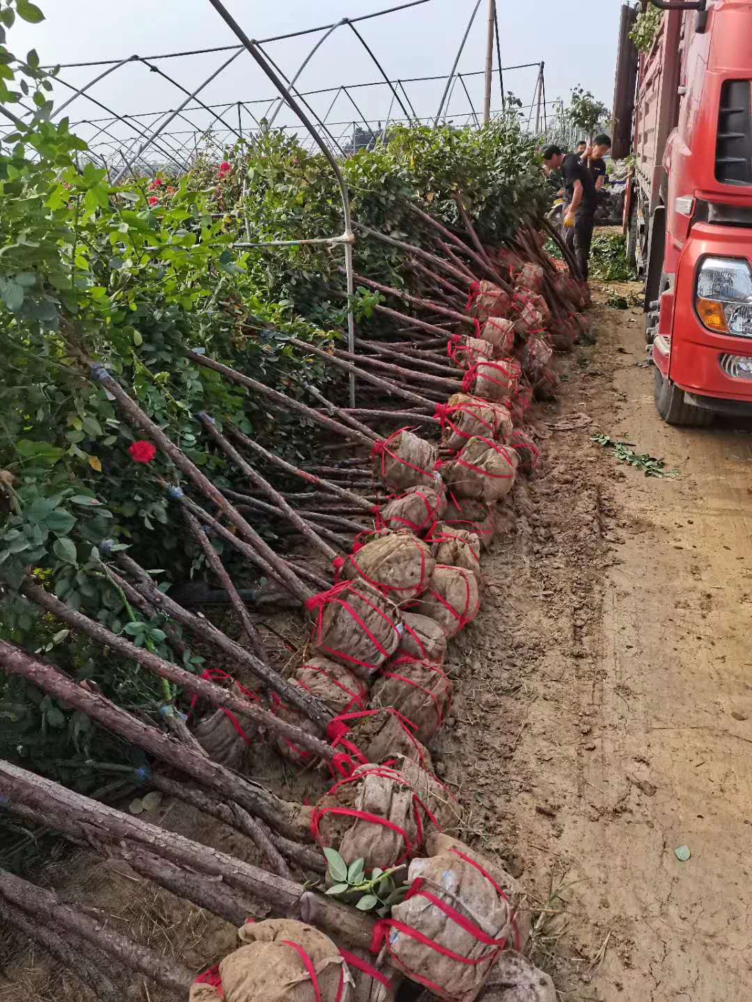 樹樁月季哪家好 樹樁月季哪家優(yōu)惠