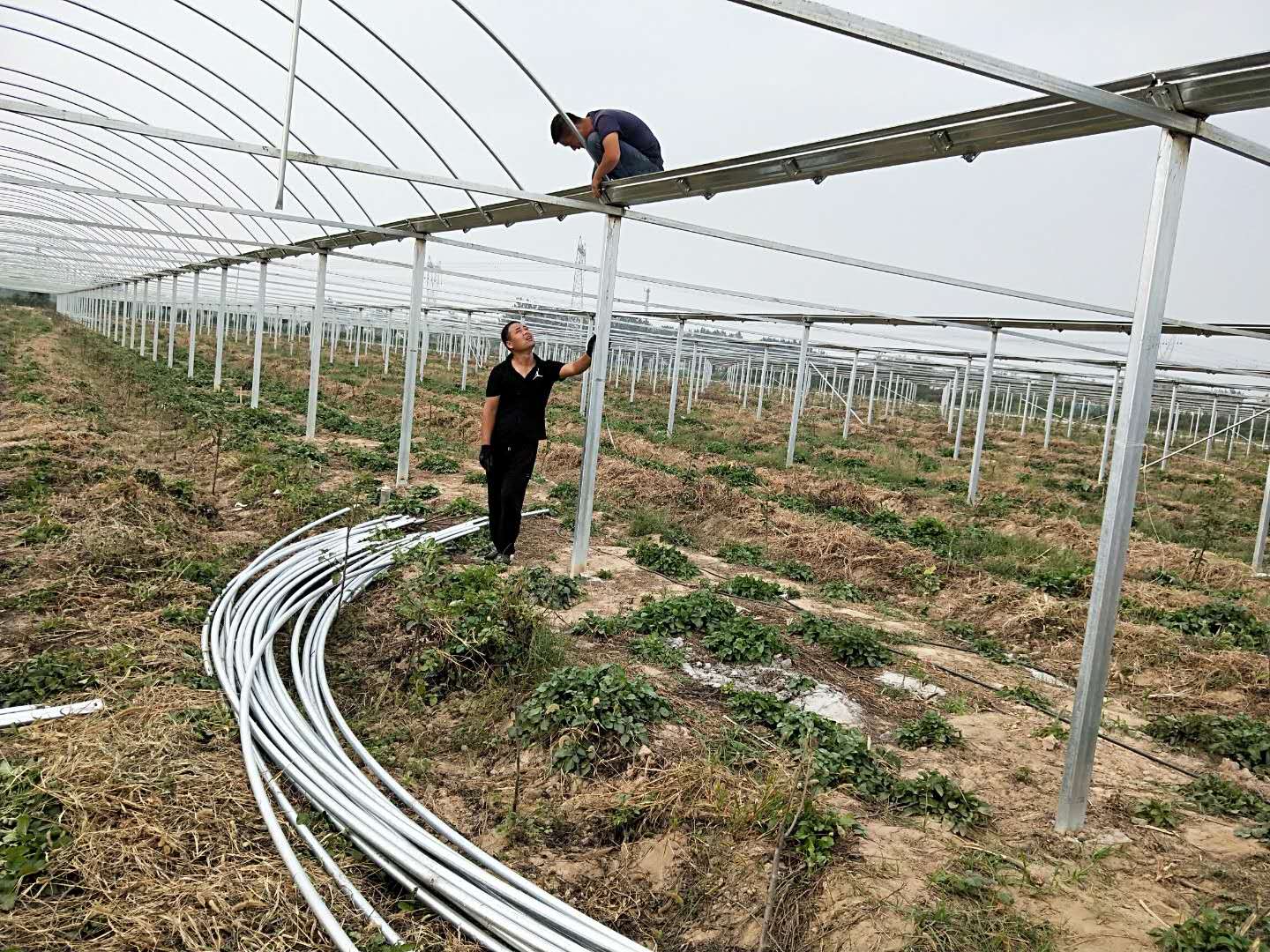 溫室大棚廠商供應(yīng)-溫室大棚市場(chǎng)報(bào)價(jià)-溫室大棚銷售-供應(yīng)商哪家好