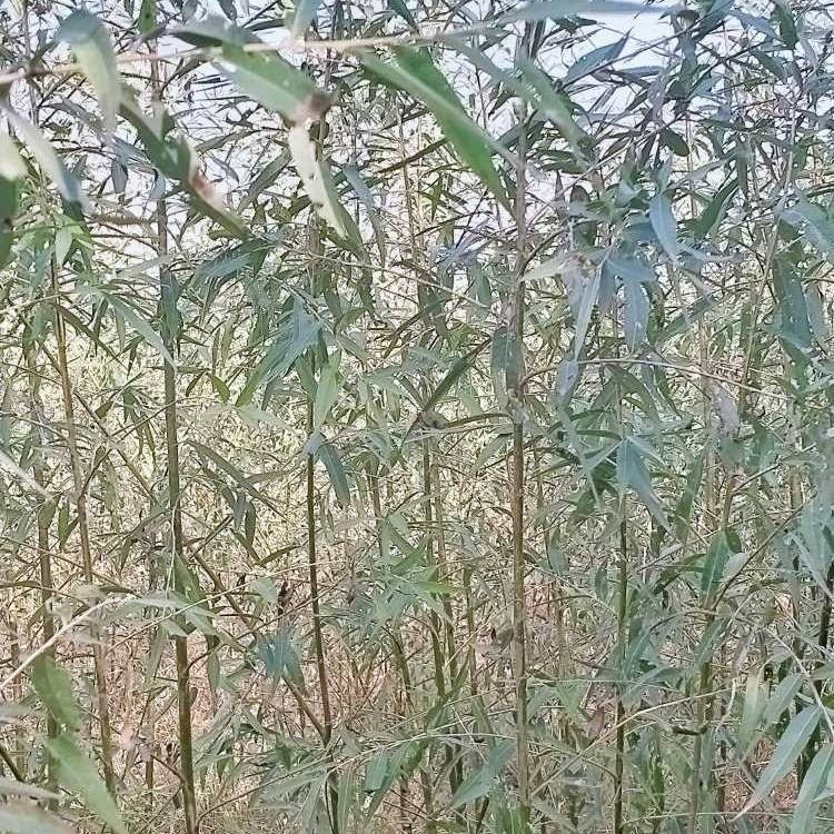 1公分 2公分 3公分竹柳苗 速生竹柳  竹柳苗 竹柳段 截桿苗圃*