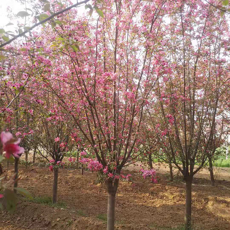 山東黃金槐基地直銷
