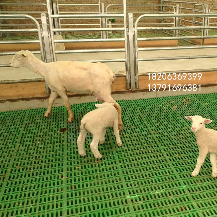 羊床漏糞板價格保溫羊產(chǎn)床好清理塑料養(yǎng)羊*漏糞板