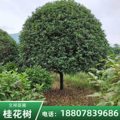 廣西*金桂嫁接桂花樹(shù)種植基地直銷批發(fā)價(jià)格、廣西金桂嫁接桂花樹(shù)現(xiàn)貨報(bào)價(jià)【全州縣文祥苗圃】