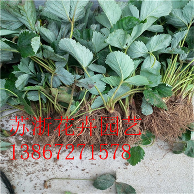 山東草莓苗價格 奶油草莓苗多少錢