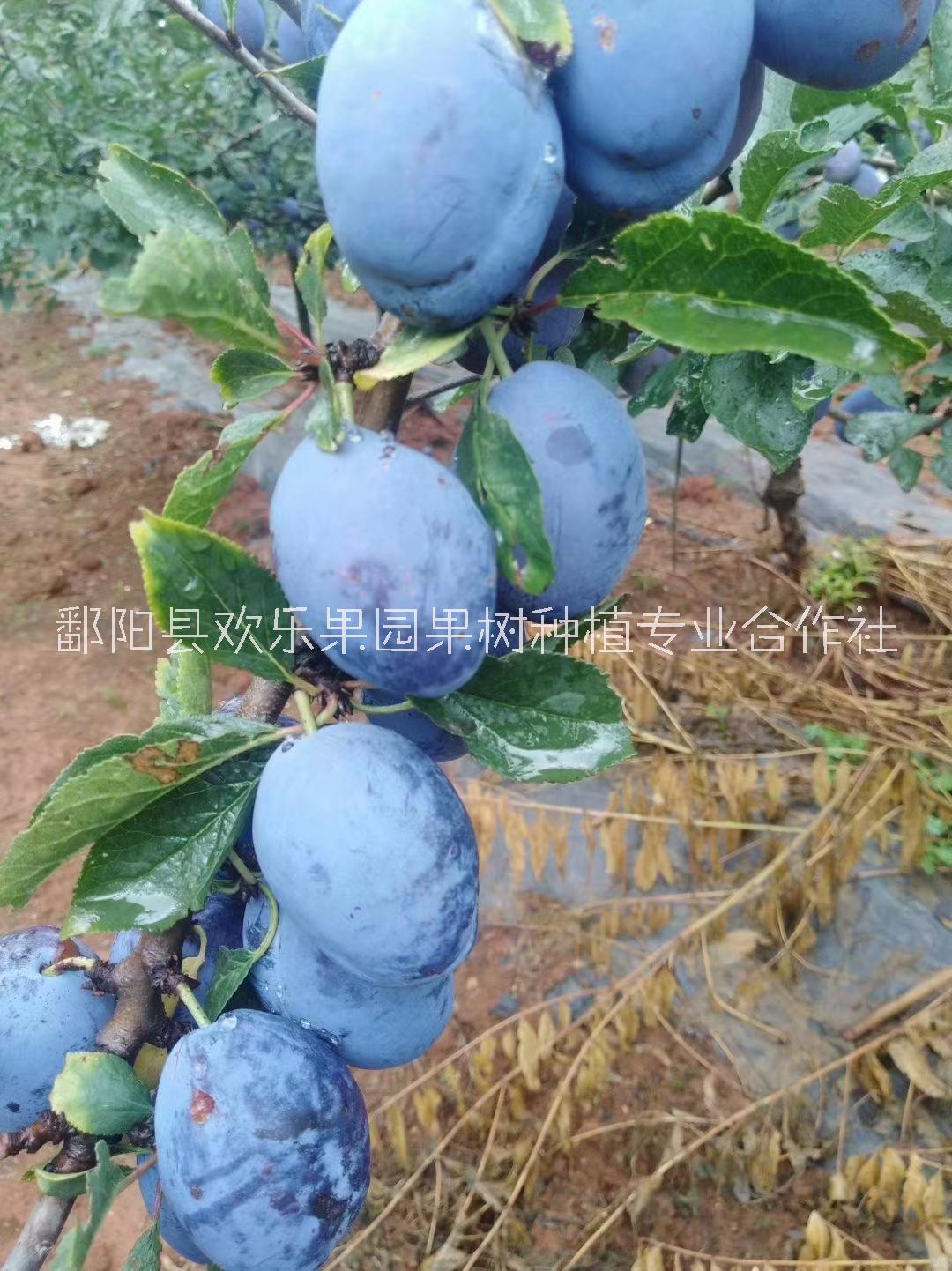 西梅苗栽培技術(shù)、上饒西梅苗基地電話