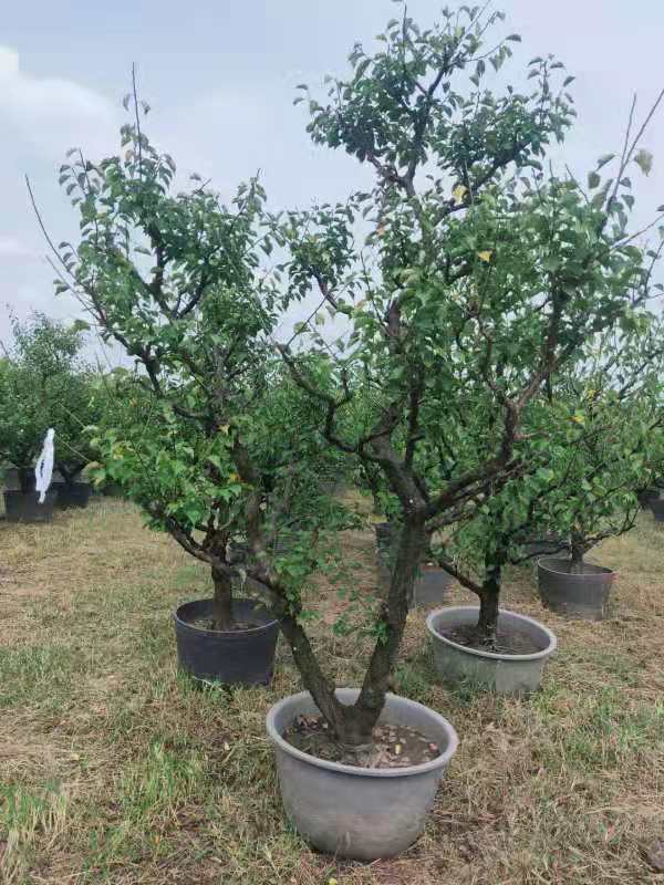 骨里紅紅梅 造型紅梅  骨紅梅 紅梅供應(yīng)