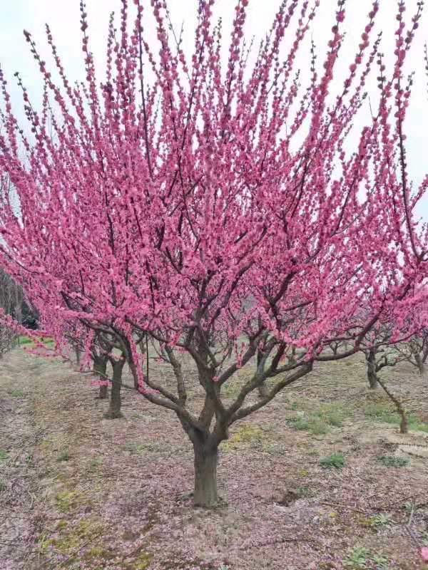 骨里紅紅梅 造型紅梅  骨紅梅 紅梅供應(yīng)
