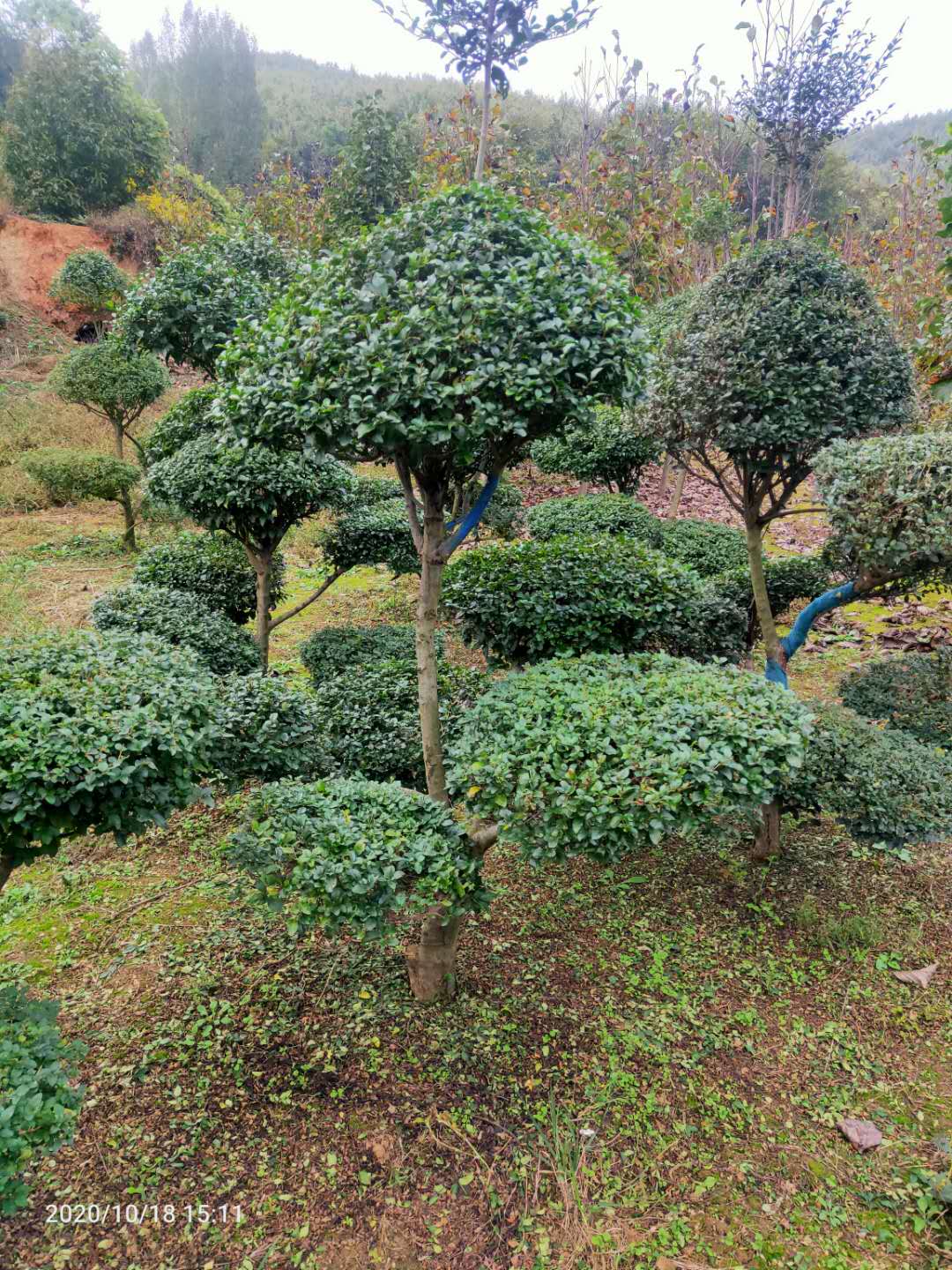 河南小葉女真造型種植基地、批發(fā)報(bào)價(jià)、哪里便宜【南召縣誠(chéng)浩園林有限公司】