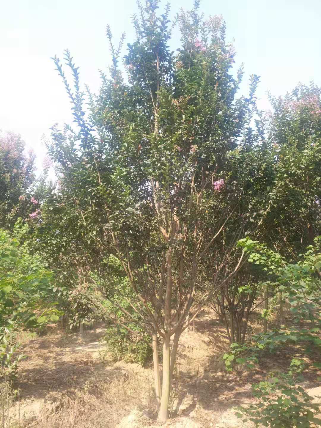 叢生紫薇 叢生紫薇種植   叢生紫薇價(jià)格 叢生紫薇基地 園林綠化樹(shù)木 叢生紫薇供應(yīng)