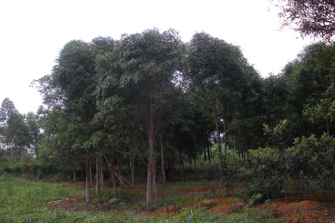 供應(yīng)廣西扁桃苗基地 扁桃樹廠家