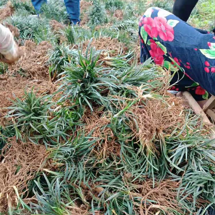 玉龍草廠家直銷 現(xiàn)貨供應