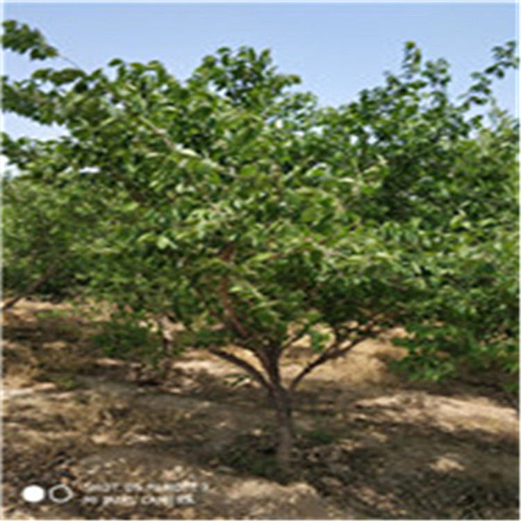 云杉 山東泰安云杉樹苗