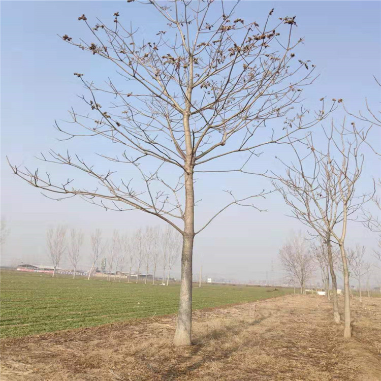 山東@臭椿樹 樹苗@泰安市岱岳區(qū)青藤苗木種植中心