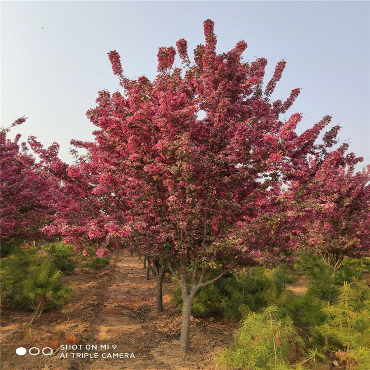 絢麗海棠山東泰安岱岳區(qū)