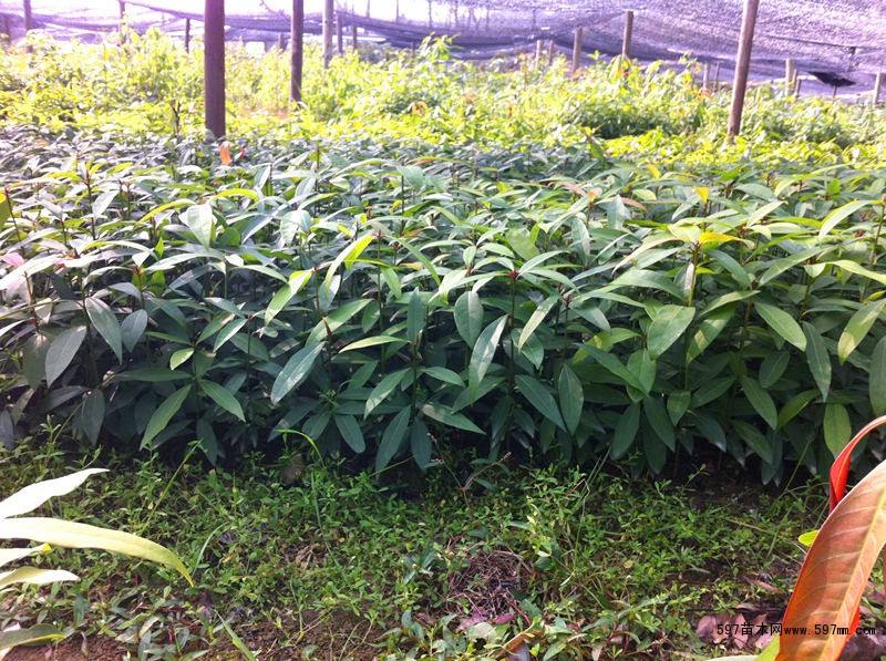 供應廣西香粉樹苗和刨花楠苗 香膠木苗與火力楠苗簡訊