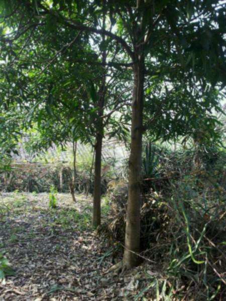 供應(yīng)廣西扁桃苗基地 扁桃樹廠家