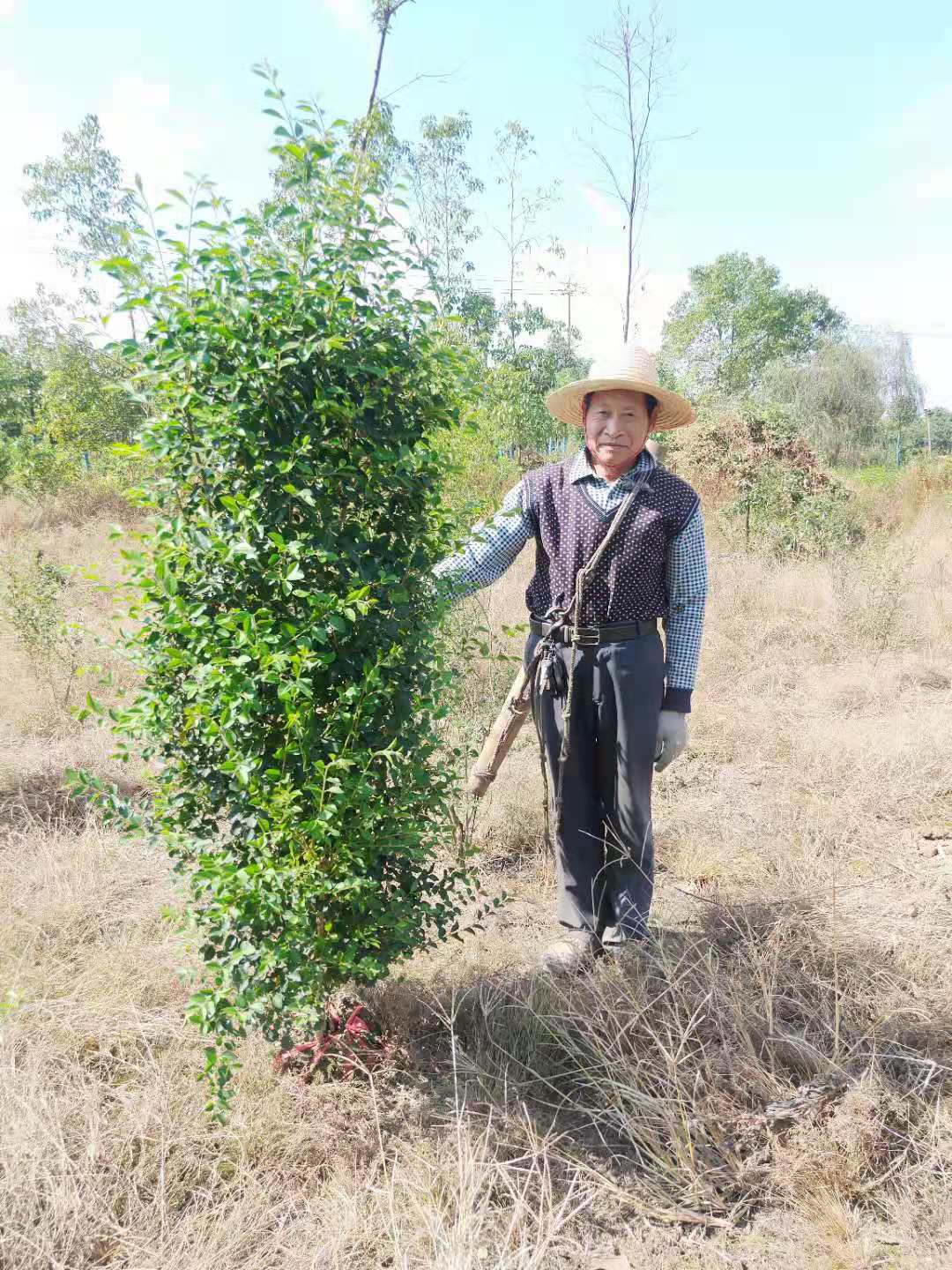 金冠女貞柱子哪家好