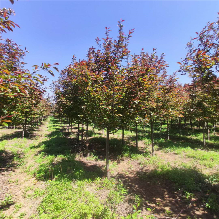 絢麗海棠山東泰安岱岳區(qū)