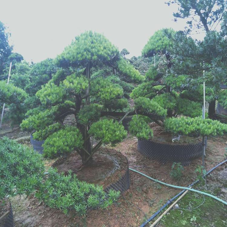 造型羅漢松基地直銷(xiāo)