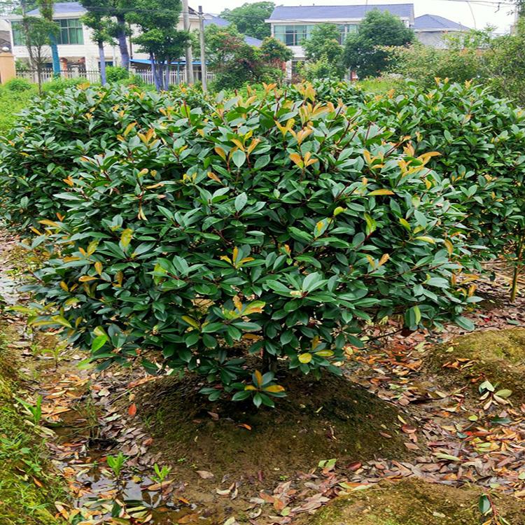 紅葉石楠球報(bào)價(jià)