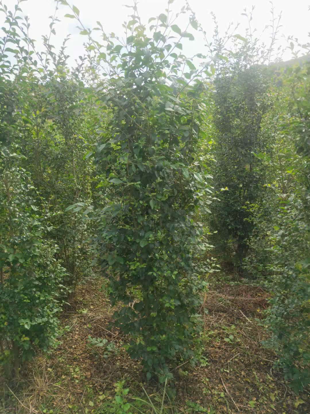 金冠女貞柱子哪家好