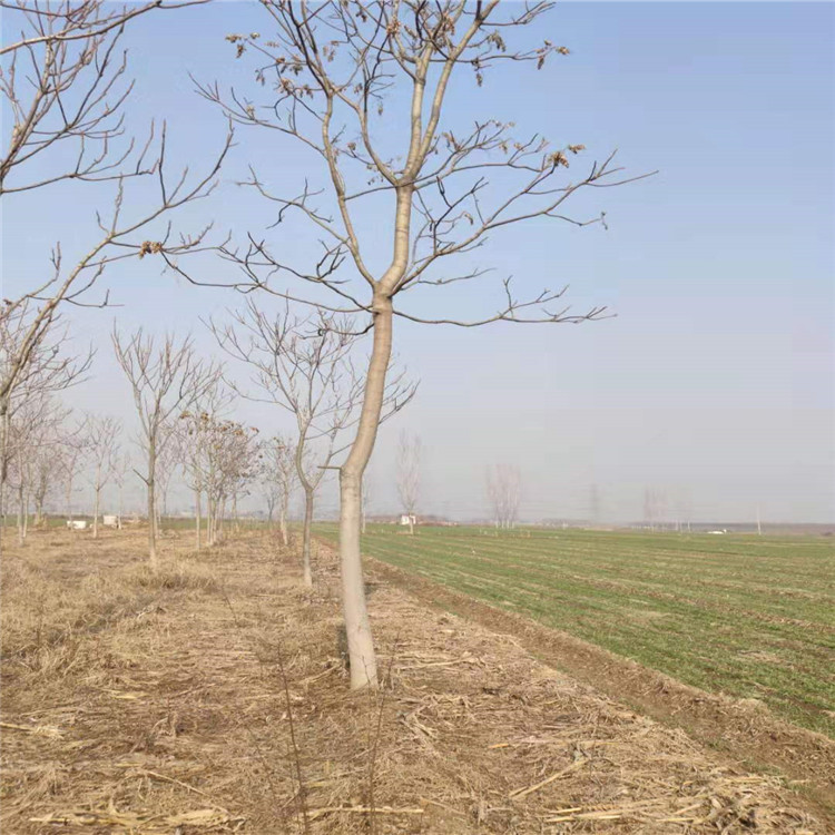 山東@臭椿樹 樹苗@泰安市岱岳區(qū)青藤苗木種植中心