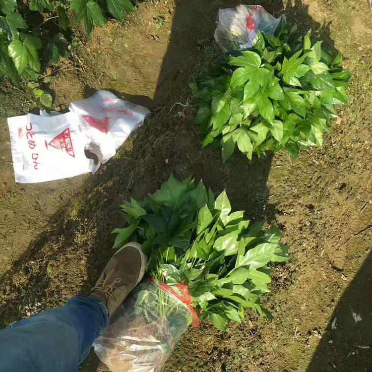 八角金盤批發(fā)