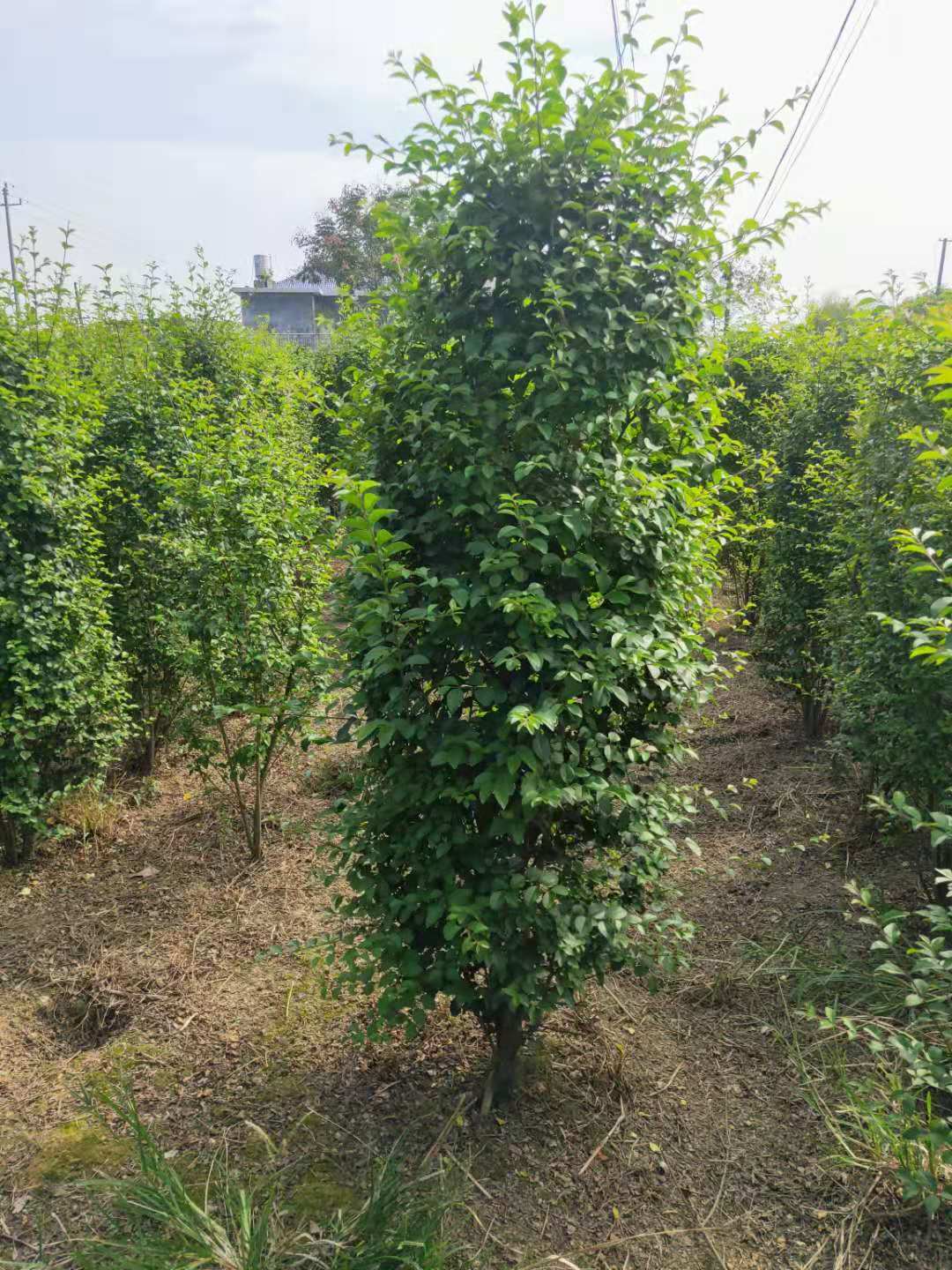 金冠女貞柱子哪家好