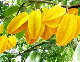 供應(yīng)四季甜楊桃苗與玉林大果甜楊桃苗或油桃苗簡介