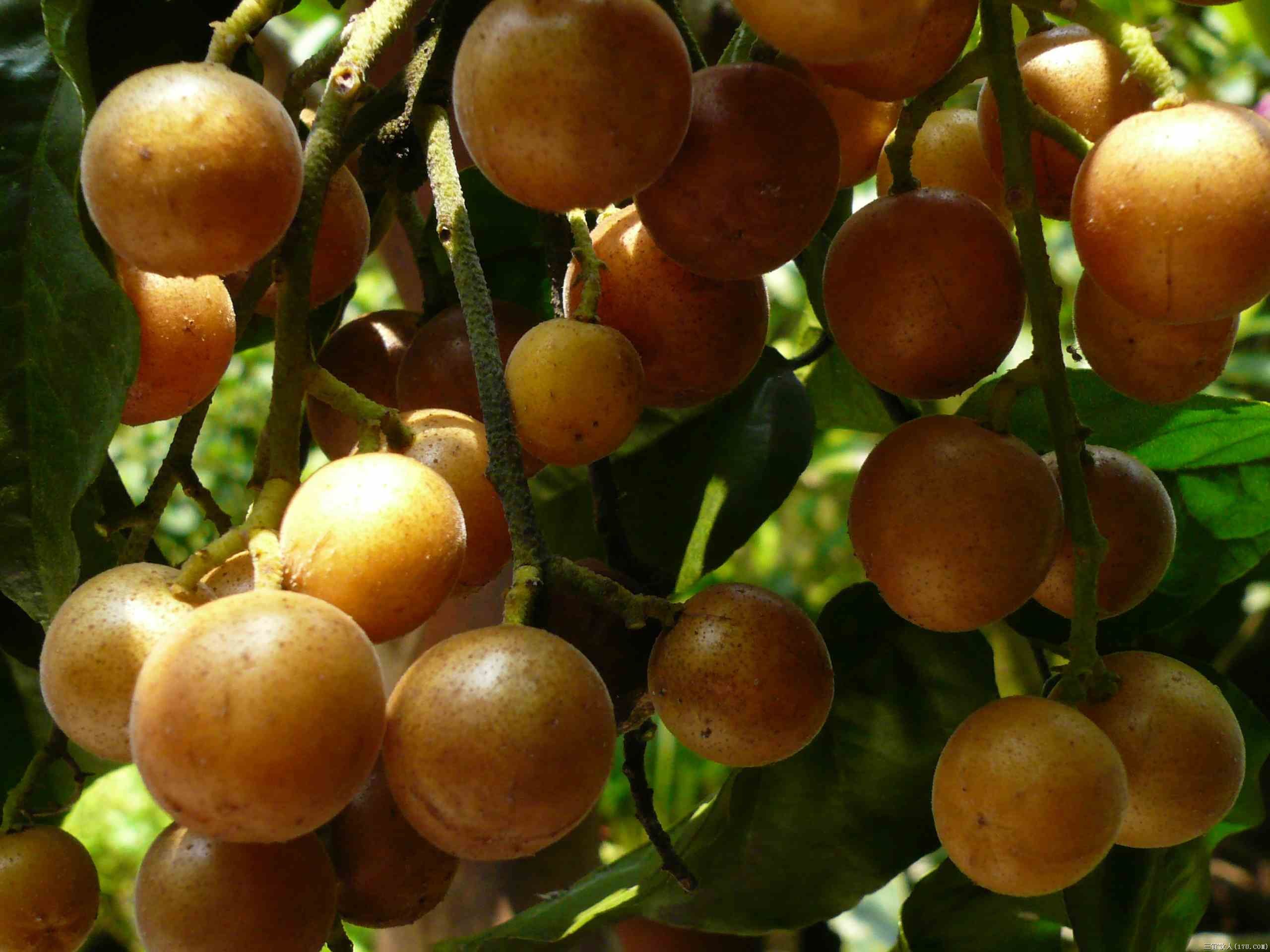 供應(yīng)玉林黃皮苗介紹  紫肉雞心黃皮苗和無(wú)核黃皮苗