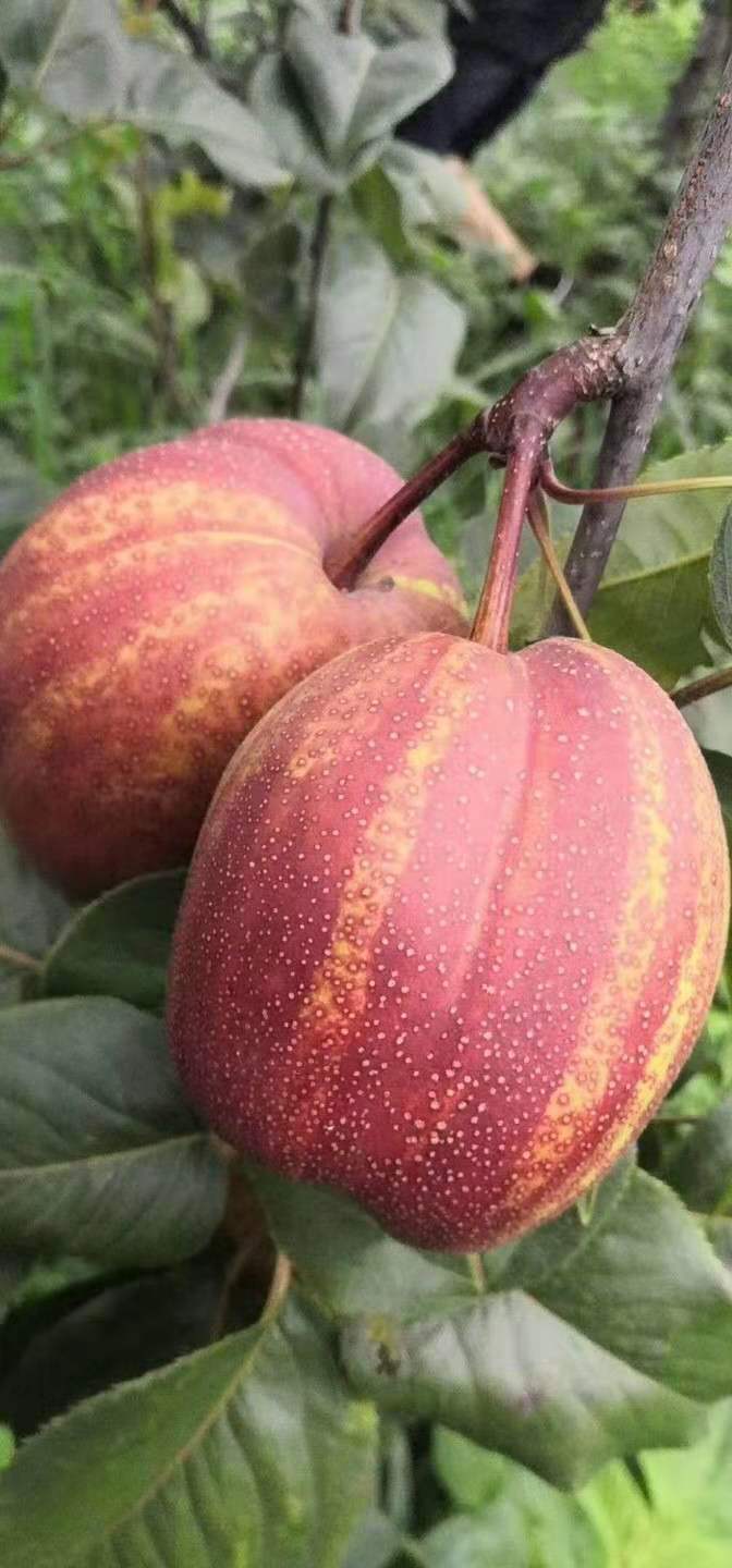 早酥紅梨樹(shù)苗 梨樹(shù)苗新品種早酥紅梨 新品種梨樹(shù) 火爆熱賣中