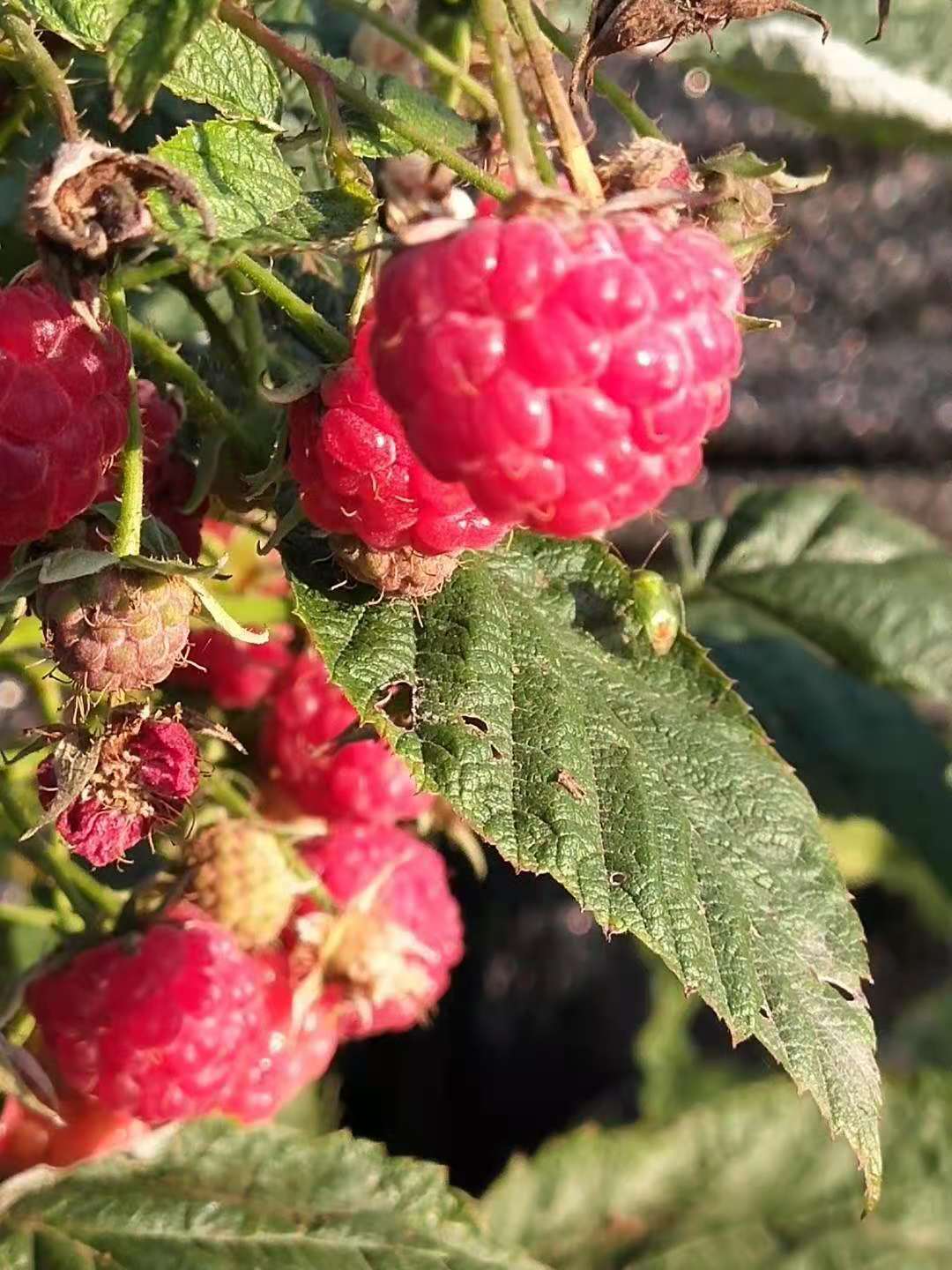 樹莓苗 雙季紅樹莓苗批發(fā) 秋福紅樹莓