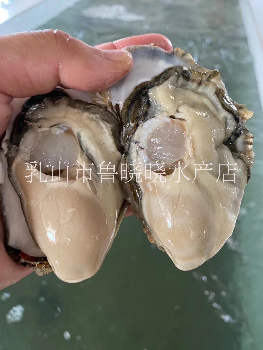 威海乳山生蠔多少錢*生蠔加工廠